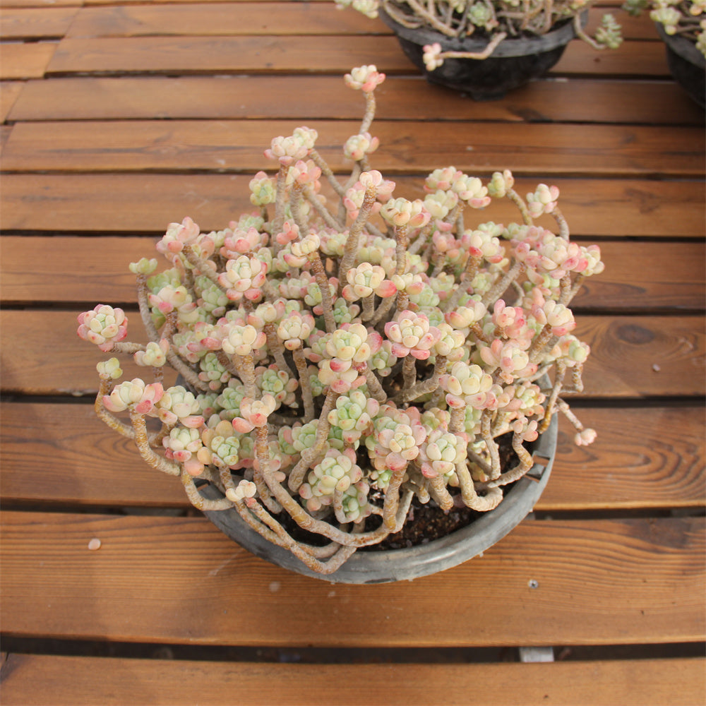 Sedum clavatum Succulents TaoSucculent