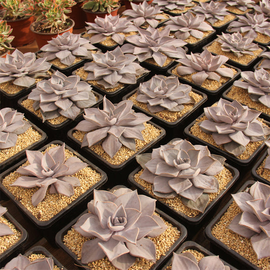 Echeveria Kentini Succulents TaoSucculent