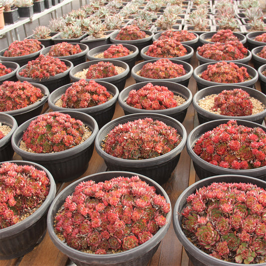 Echeveria Angel Rose Succulents TaoSucculent