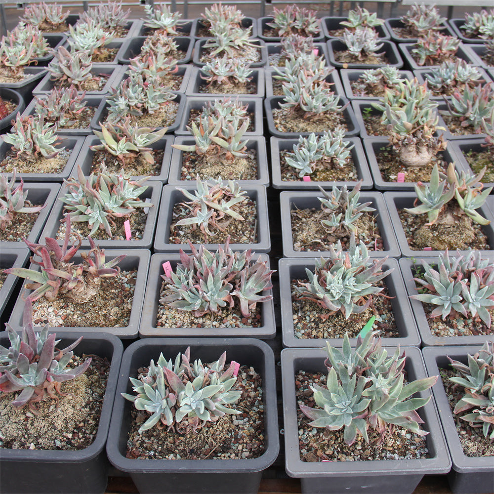 Dudleya spp. Succulents TaoSucculent