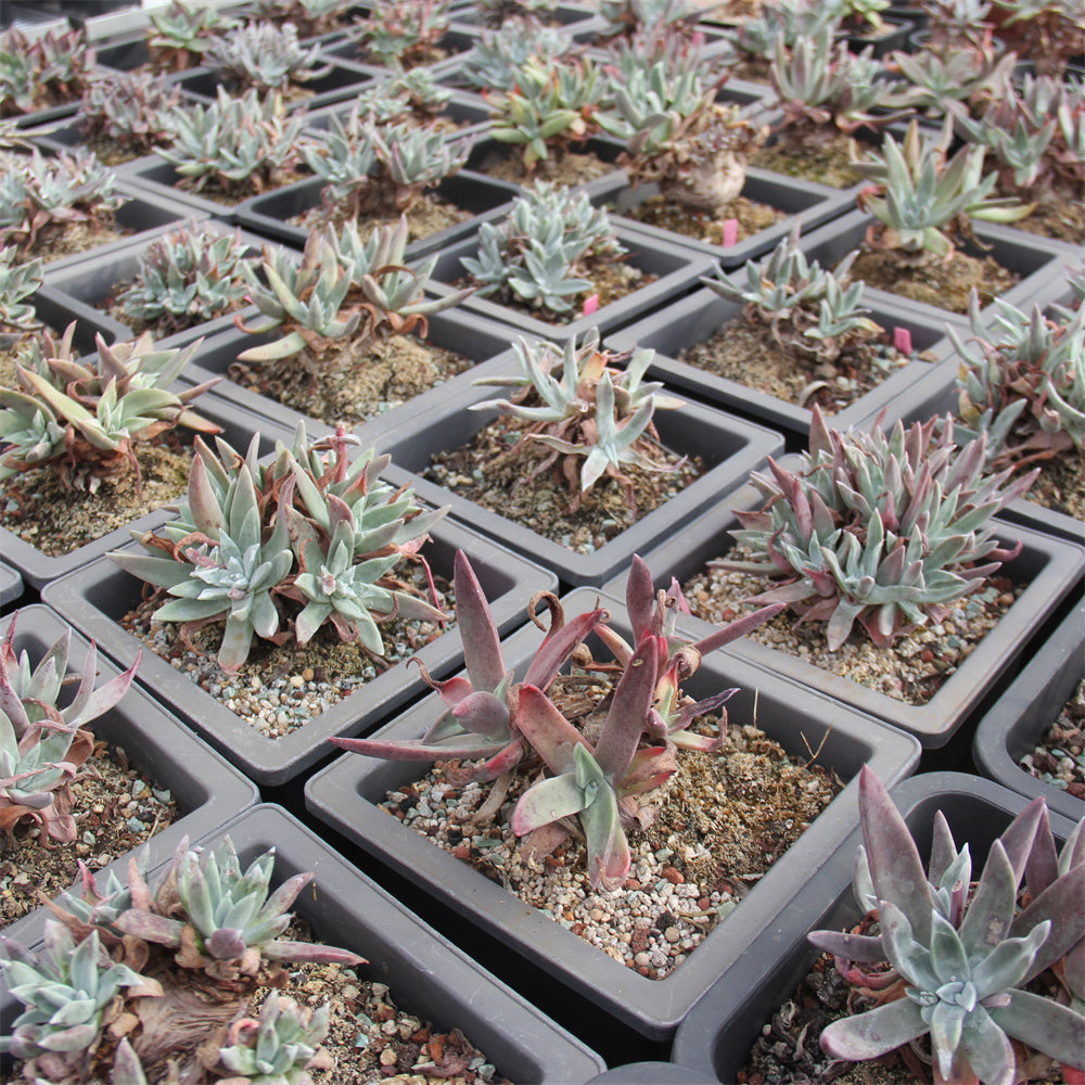 Dudleya spp. Succulents TaoSucculent