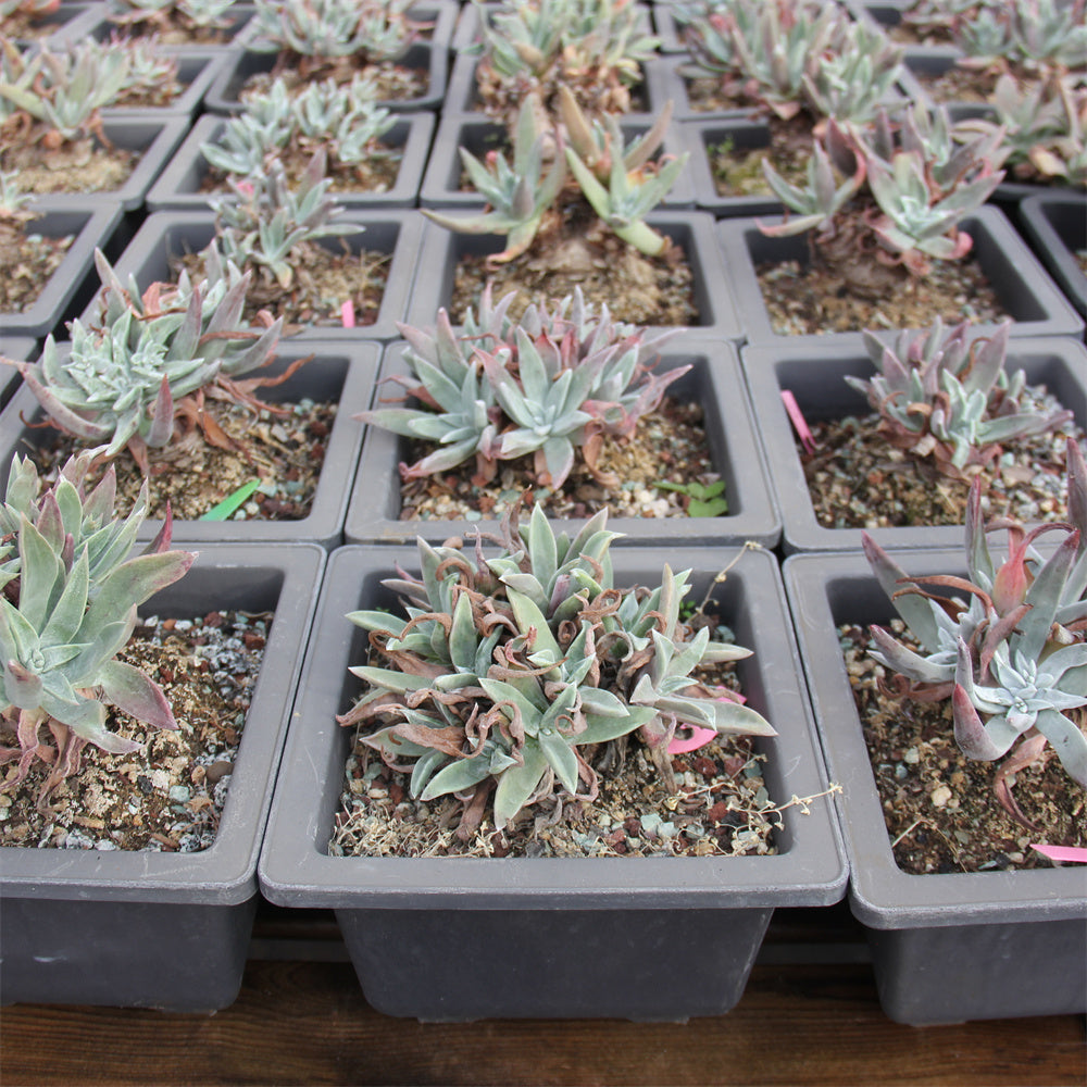 Dudleya spp. Succulents TaoSucculent