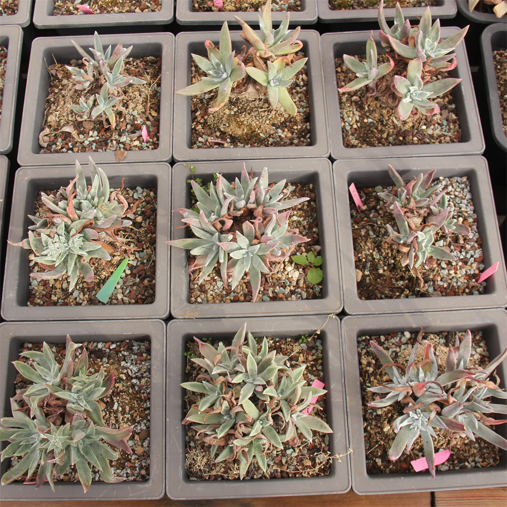 Dudleya spp. Succulents TaoSucculent