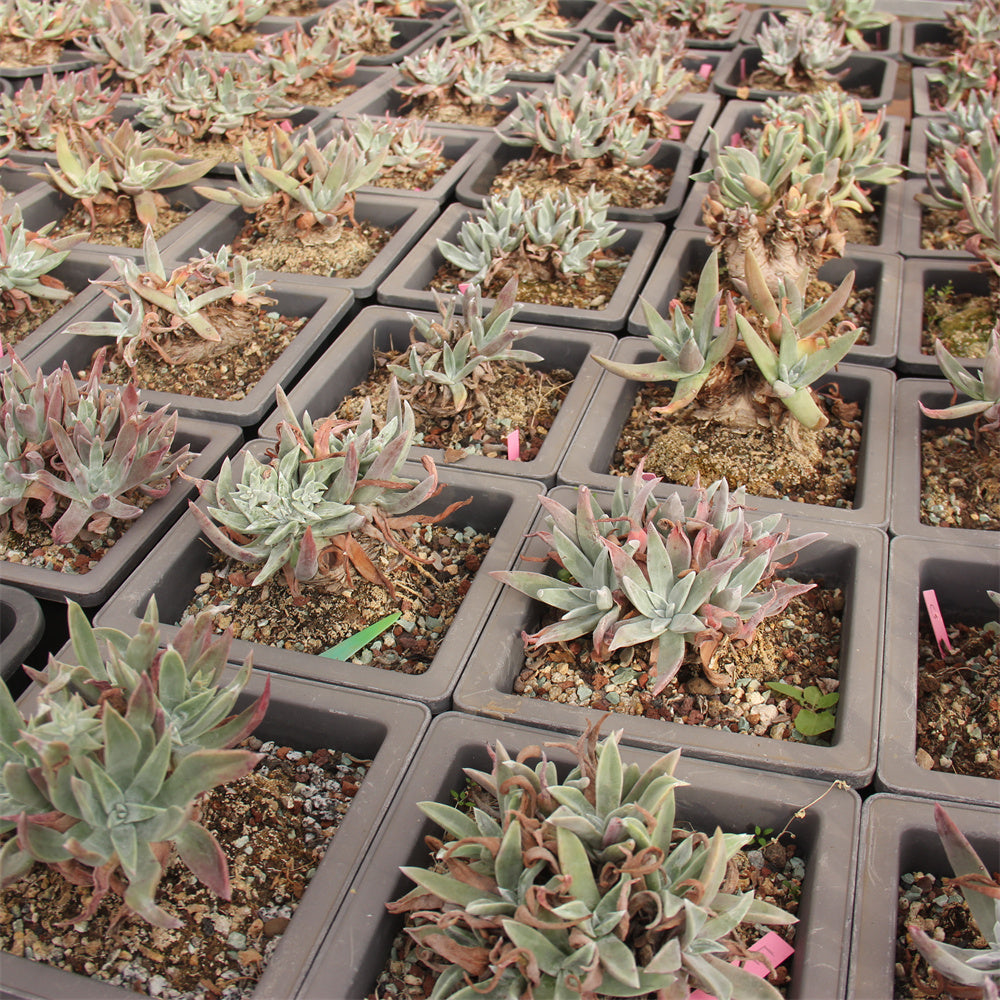 Dudleya spp. Succulents TaoSucculent