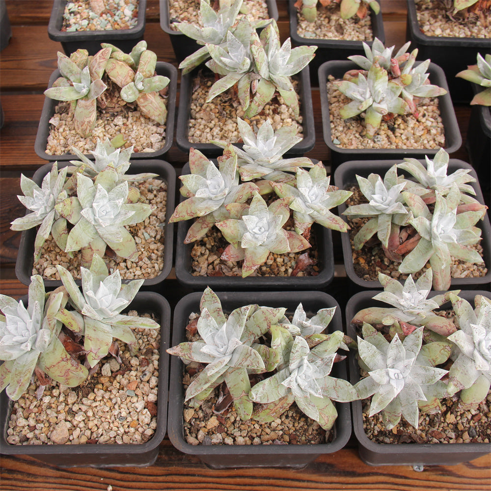 Dudleya farinosa Succulents TaoSucculent