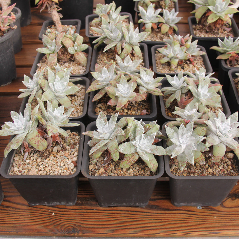 Dudleya farinosa Succulents TaoSucculent