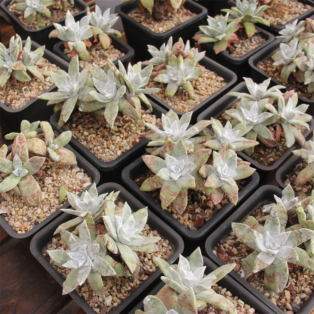 Dudleya farinosa Succulents TaoSucculent