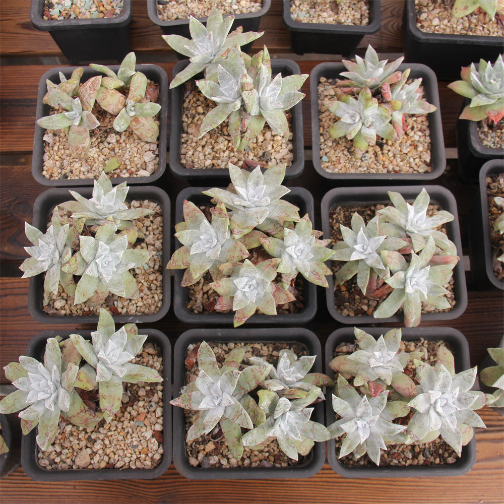 Dudleya farinosa Succulents TaoSucculent