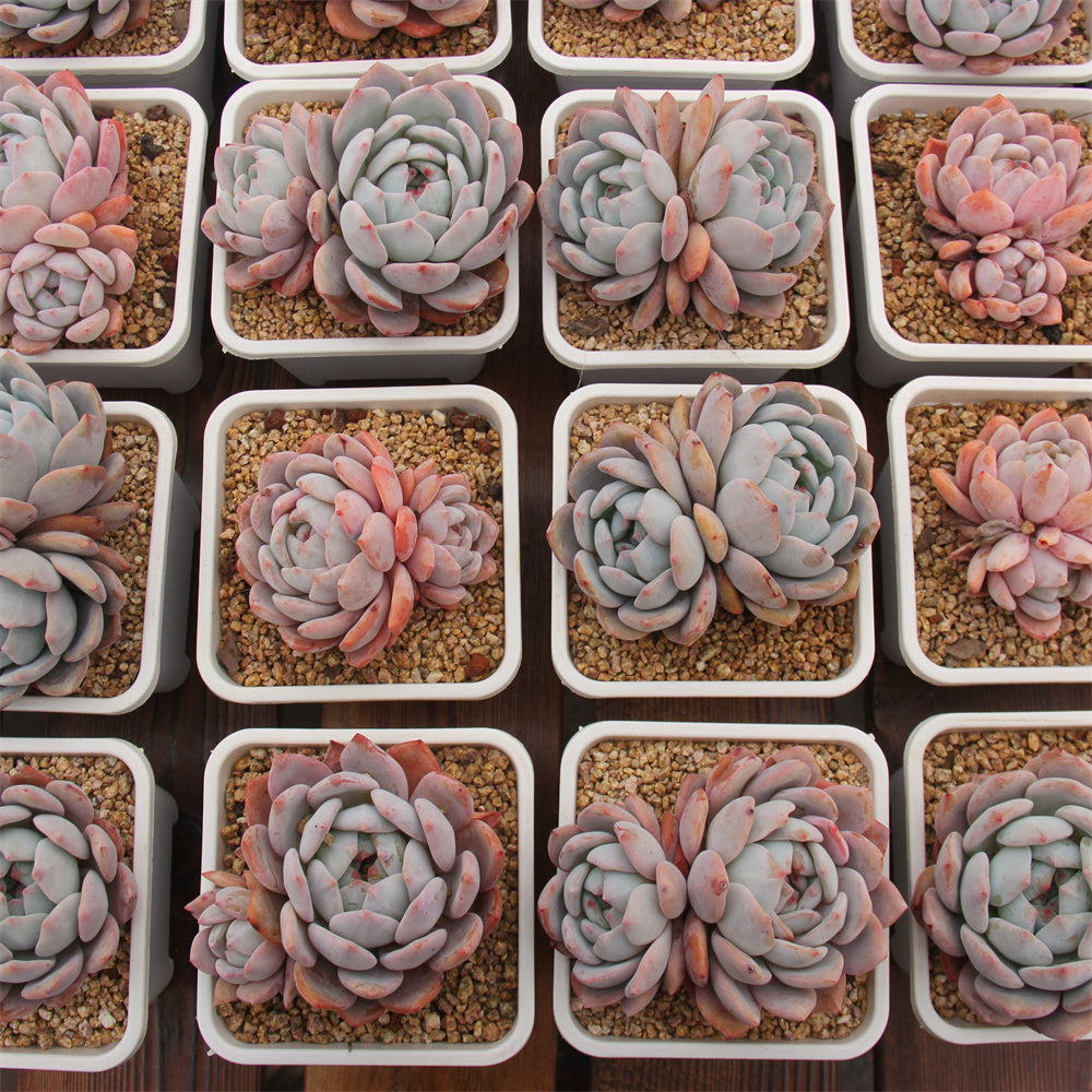 Echeveria Monroe Succulents TaoSucculent