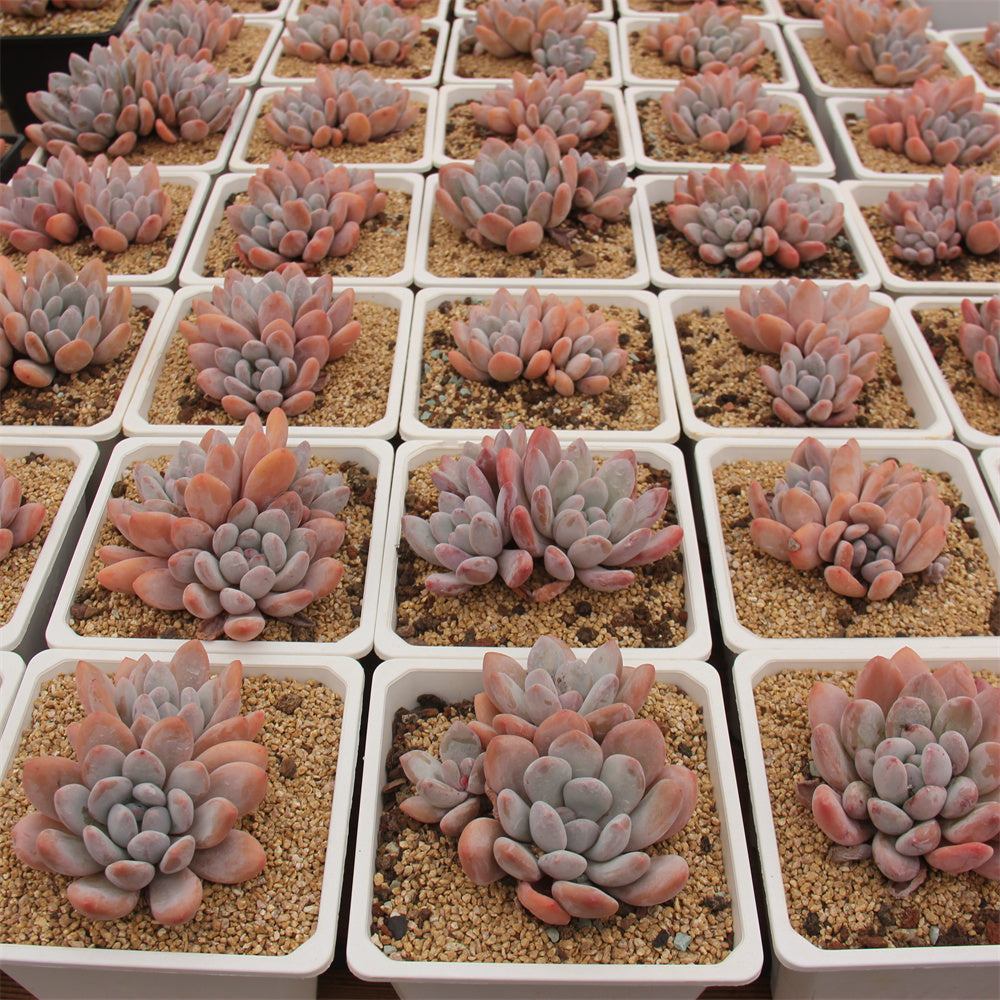 xPachyphytum cv Frevel Succulents TaoSucculent