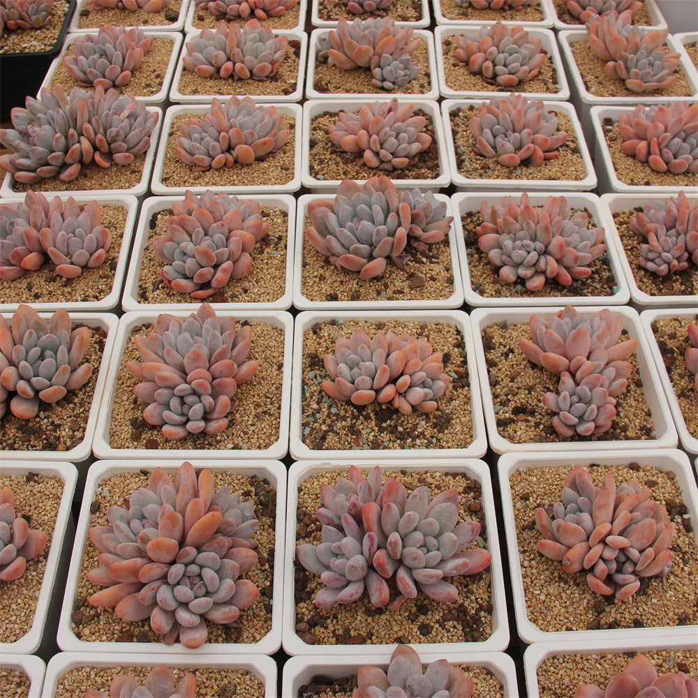 xPachyphytum cv Frevel Succulents TaoSucculent