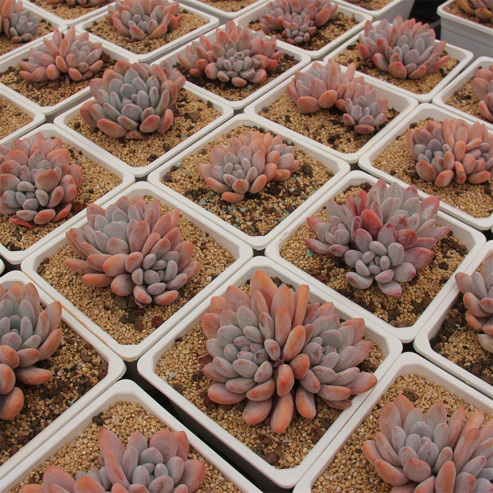 xPachyphytum cv Frevel Succulents TaoSucculent