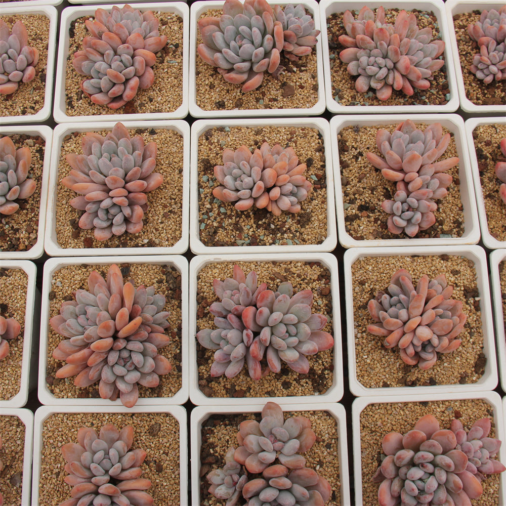 xPachyphytum cv Frevel Succulents TaoSucculent