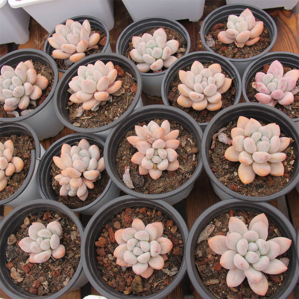 xPachyphytum cv Frevel Succulents TaoSucculent