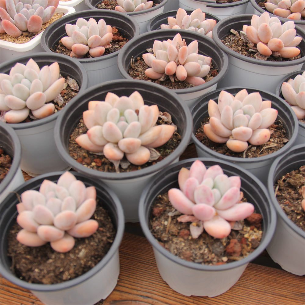 xPachyphytum cv Frevel Succulents TaoSucculent