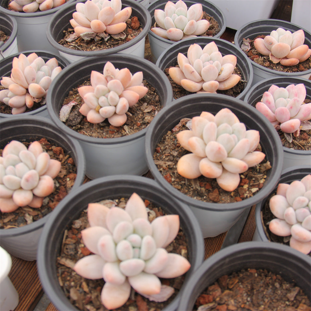 xPachyphytum cv Frevel Succulents TaoSucculent