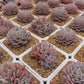 Echeveria Snow Star Succulents TaoSucculent