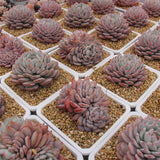 Echeveria Snow Star Succulents TaoSucculent