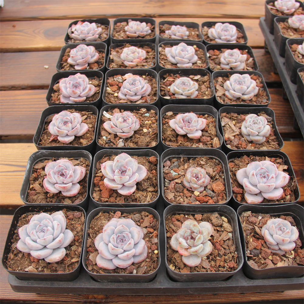 Echeveria Mocha Pudding Succulents TaoSucculent