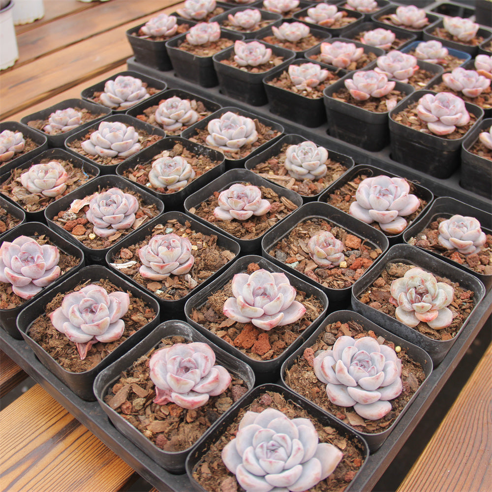 Echeveria Mocha Pudding Succulents TaoSucculent