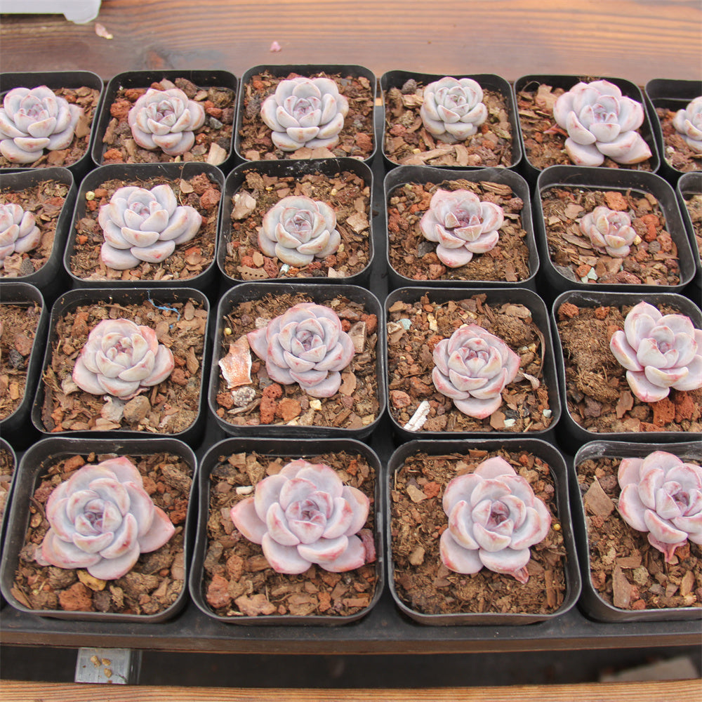 Echeveria Mocha Pudding Succulents TaoSucculent