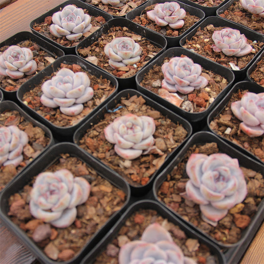 Echeveria Mocha Pudding Succulents TaoSucculent