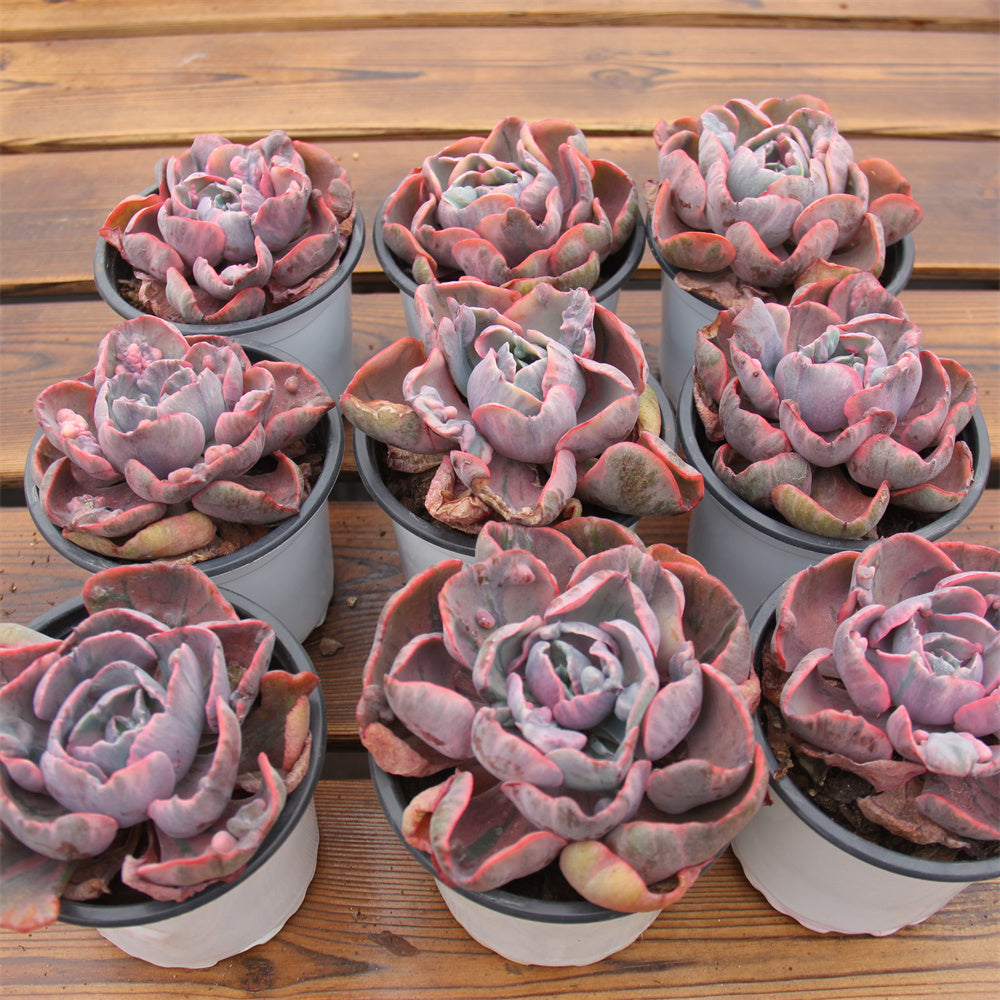 Echeveria Raindrop variegated Succulents TaoSucculent