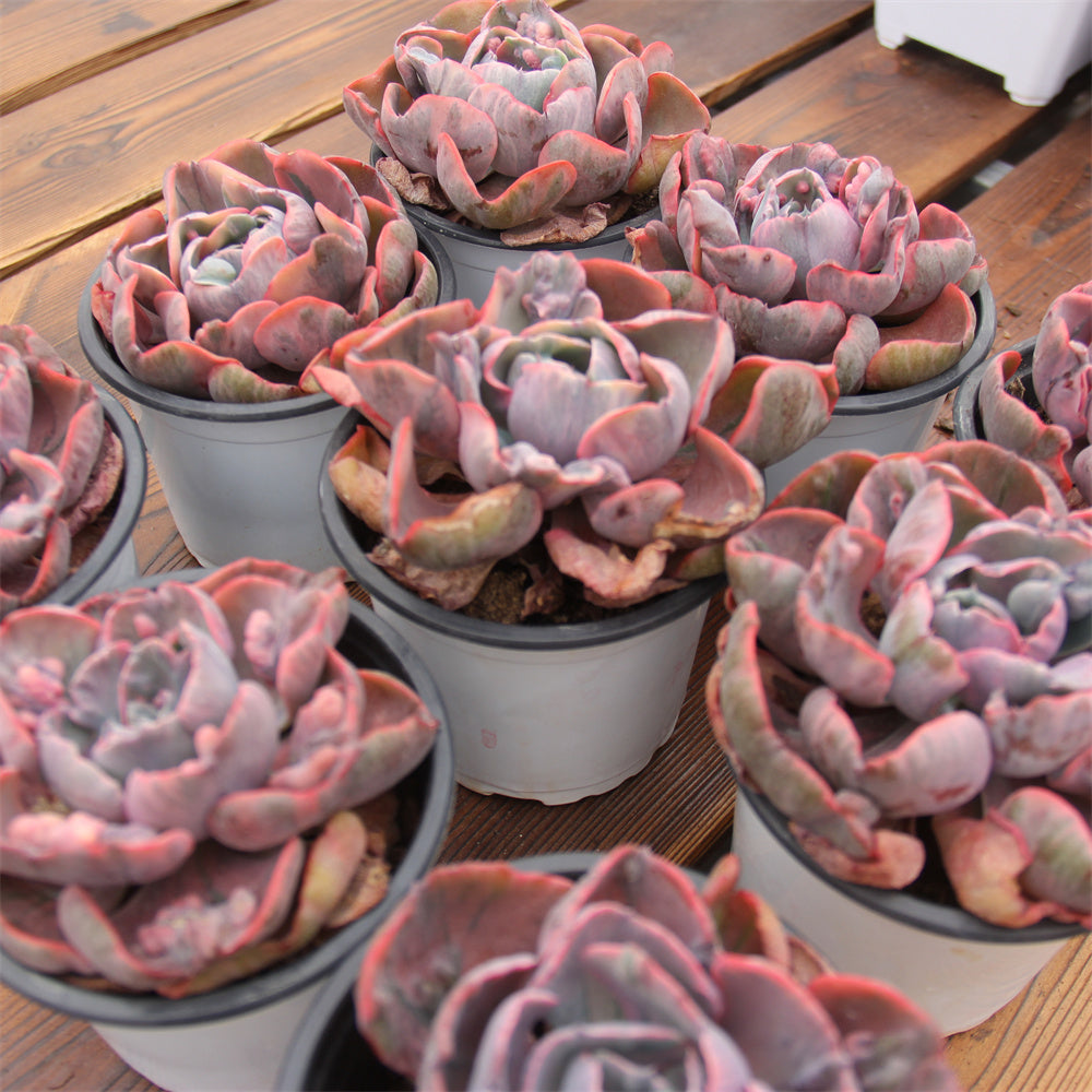 Echeveria Raindrop variegated Succulents TaoSucculent