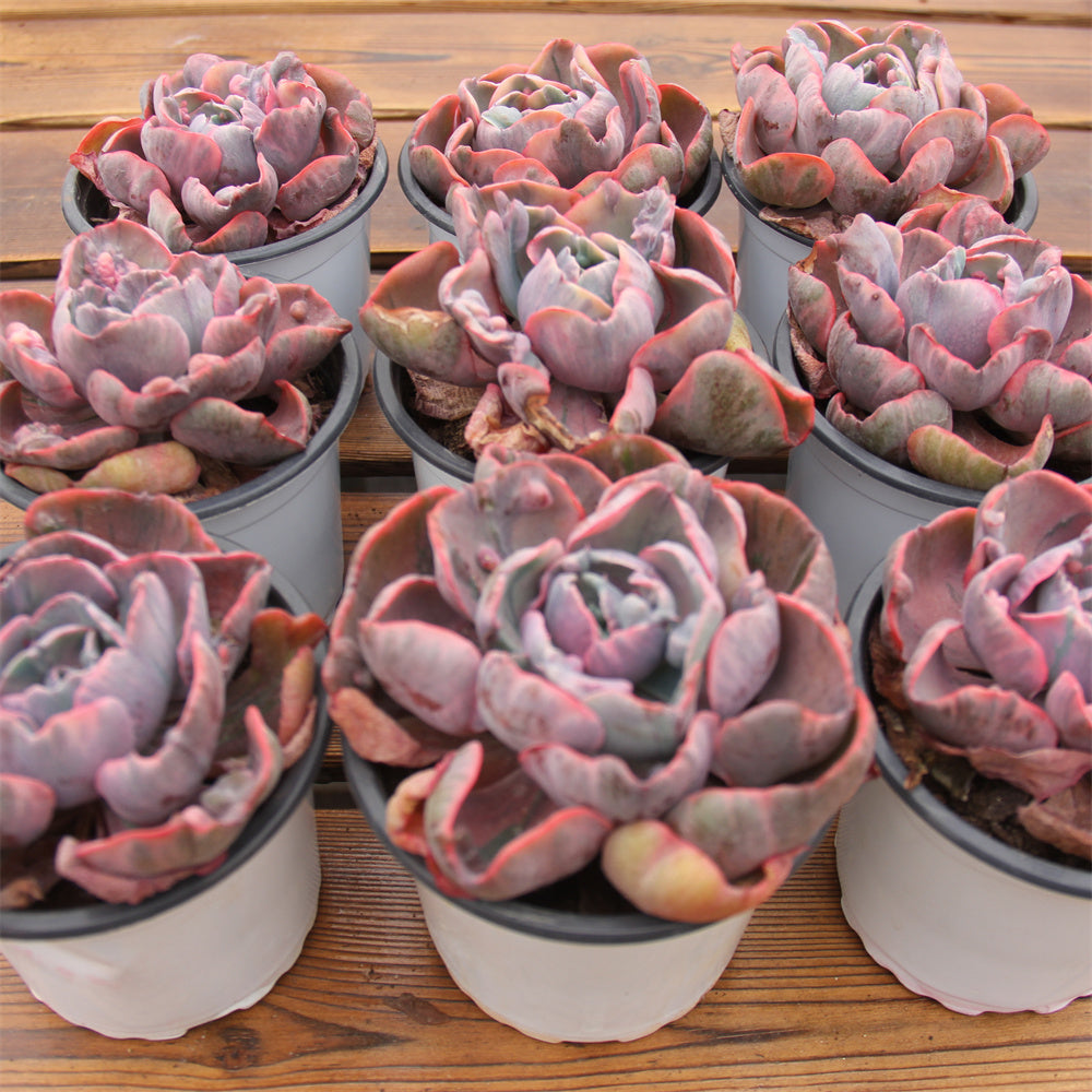 Echeveria Raindrop variegated Succulents TaoSucculent