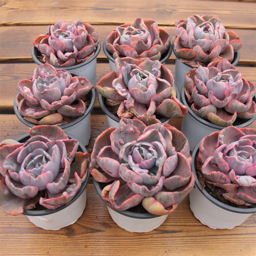 Echeveria Raindrop variegated Succulents TaoSucculent