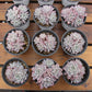 Echeveria Blue bird Succulents TaoSucculent