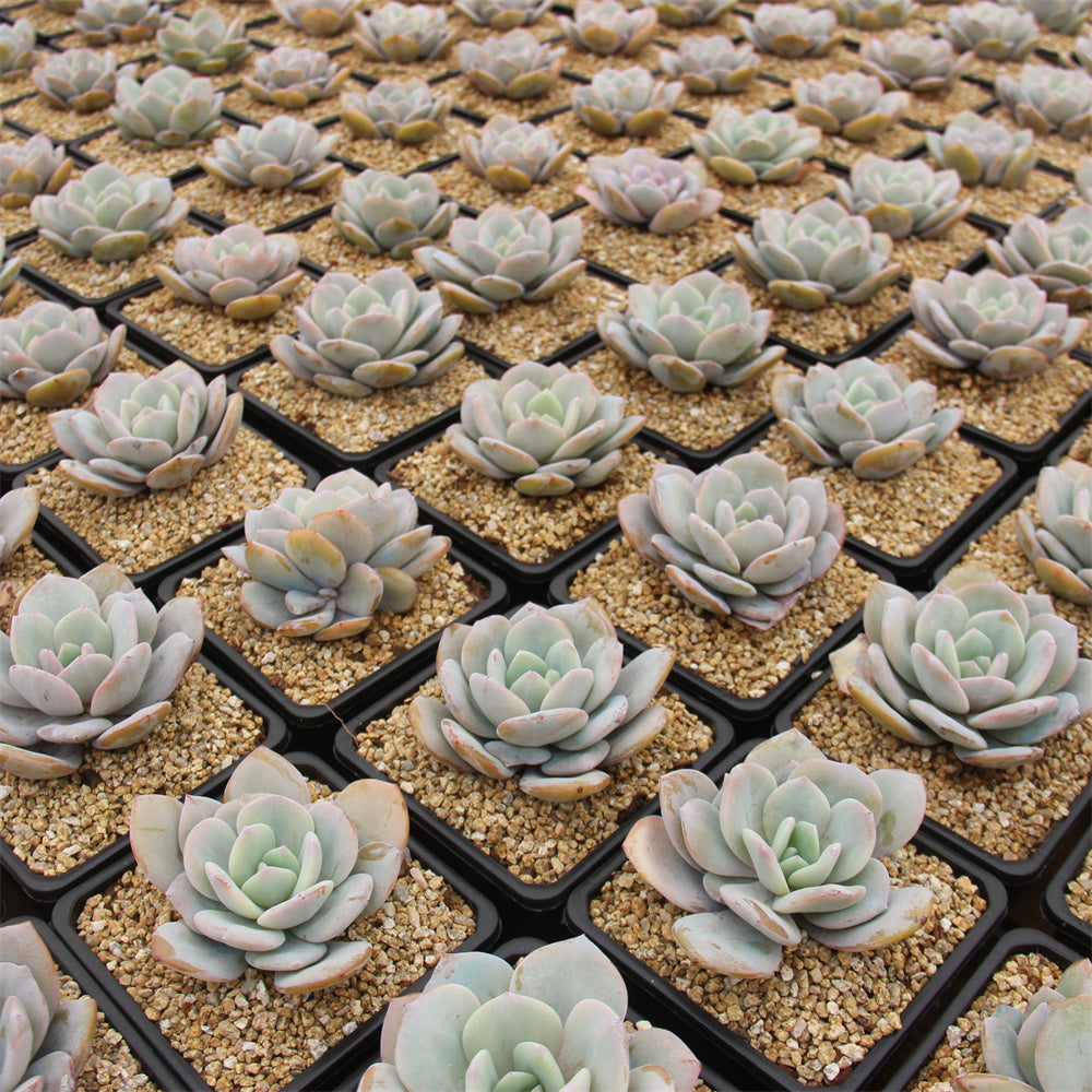 Echeveria Cream tea Succulents TaoSucculent