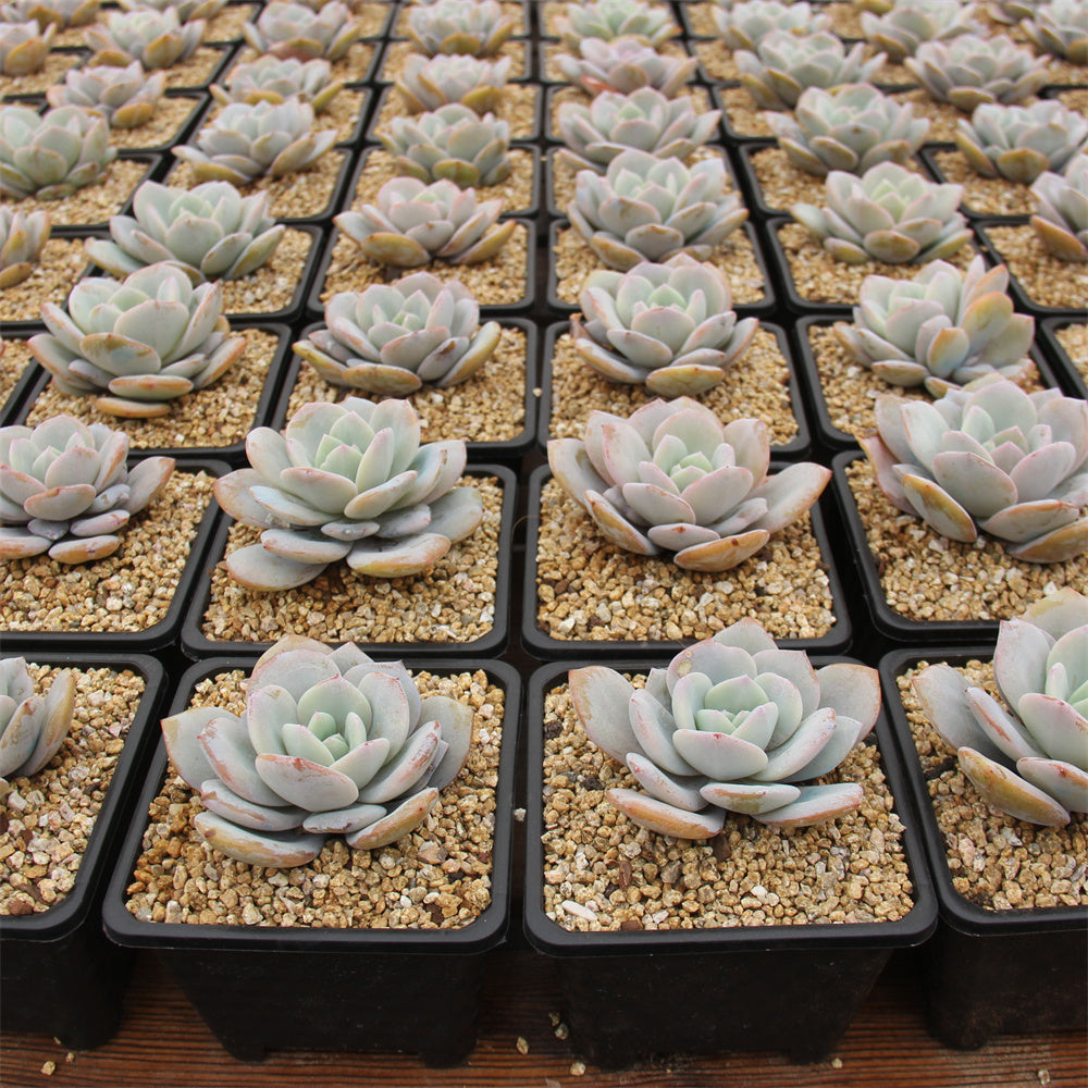 Echeveria Cream tea Succulents TaoSucculent