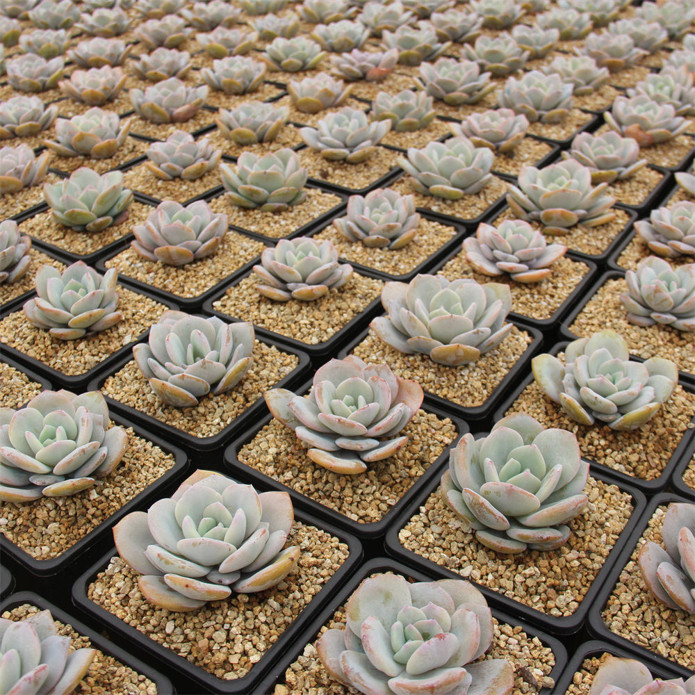 Echeveria Cream tea Succulents TaoSucculent