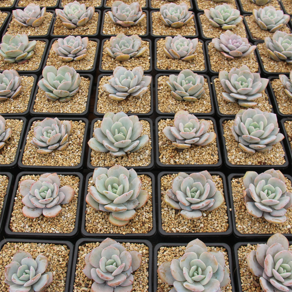 Echeveria Cream tea Succulents TaoSucculent