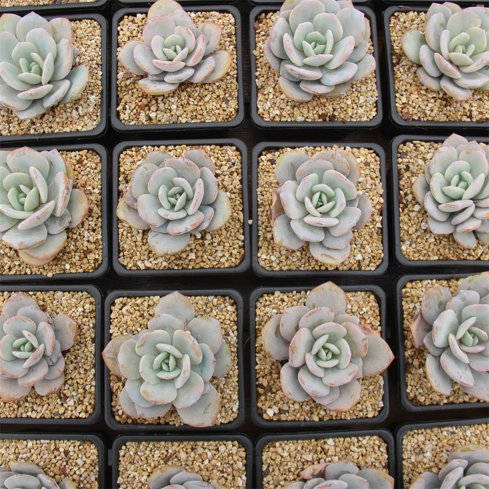 Echeveria Cream tea Succulents TaoSucculent