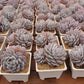 Echeveria Monroe Succulents TaoSucculent
