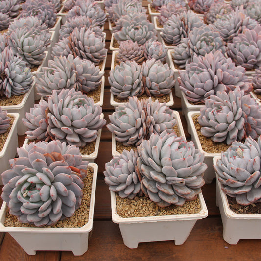 Echeveria Monroe Succulents TaoSucculent