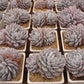 Echeveria Monroe Succulents TaoSucculent