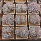 Echeveria Monroe Succulents TaoSucculent