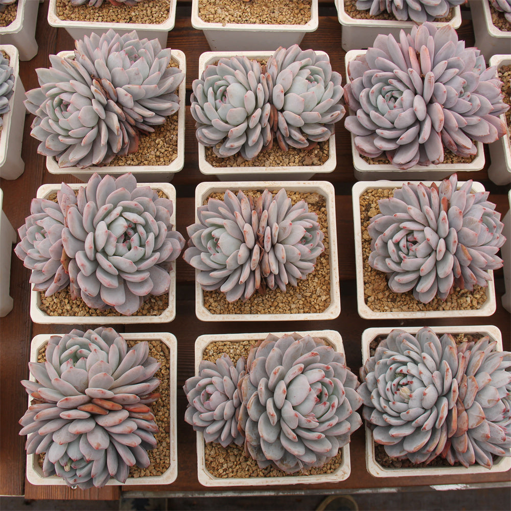 Echeveria Monroe Succulents TaoSucculent