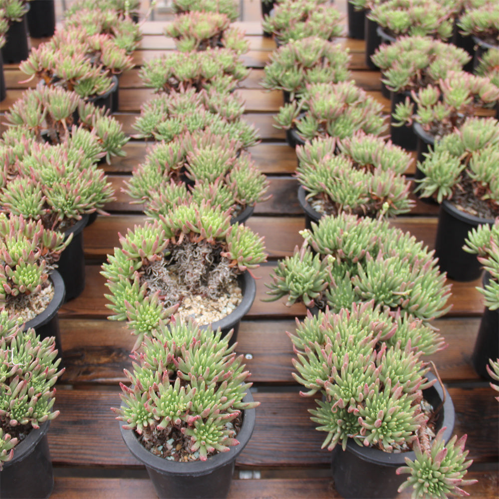 Dudleya viscida Succulents TaoSucculent