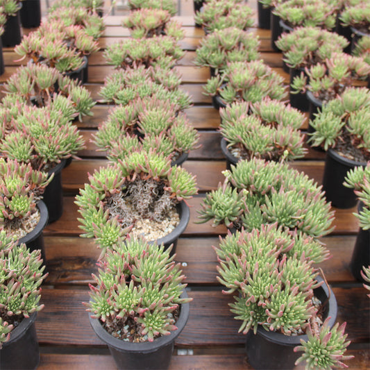 Dudleya viscida Succulents TaoSucculent