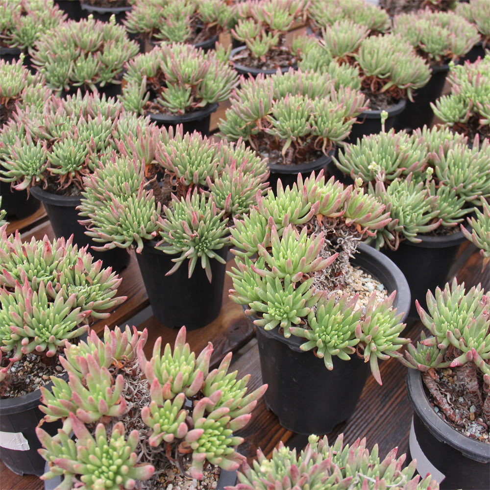 Dudleya viscida Succulents TaoSucculent