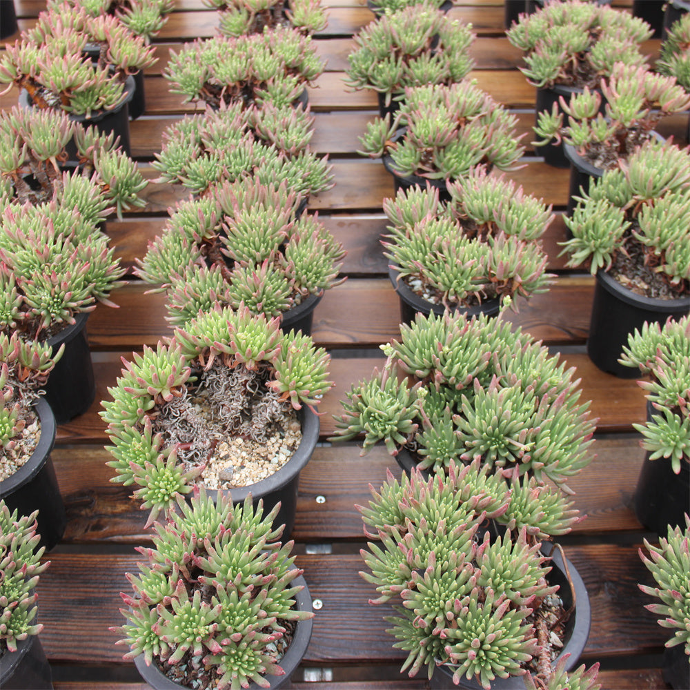 Dudleya viscida Succulents TaoSucculent