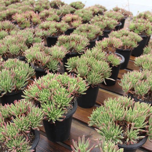 Dudleya viscida Succulents TaoSucculent