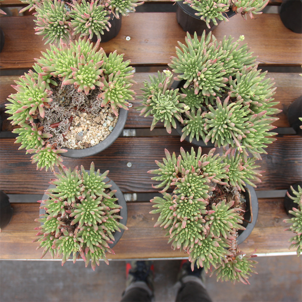 Dudleya viscida Succulents TaoSucculent