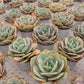 Echeveria 'Hakuhou' Succulents TaoSucculent