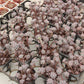 Sedum Tom Comic (not 1 root) Succulents TaoSucculent
