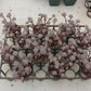 Sedum Tom Comic (not 1 root) Succulents TaoSucculent